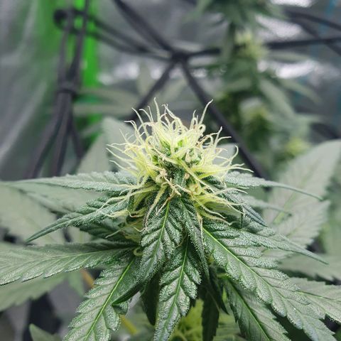 Driving ban growlog timeline photo