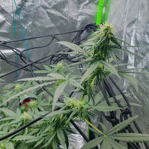 Driving ban growlog timeline photo