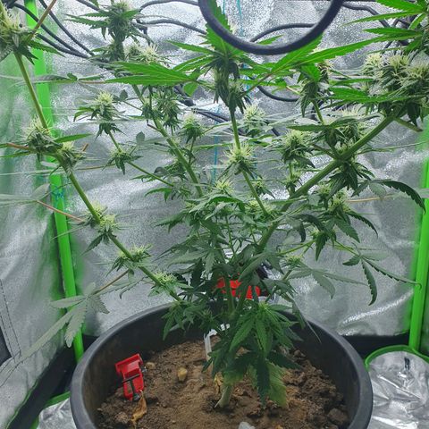 Driving ban growlog timeline photo