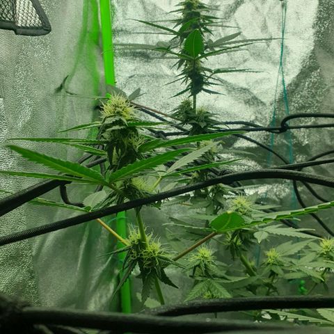 Driving ban growlog timeline photo