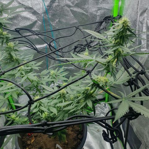 Driving ban growlog timeline photo