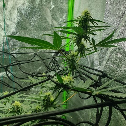 Driving ban growlog timeline photo