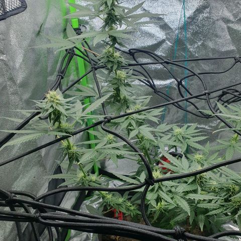 Driving ban growlog timeline photo