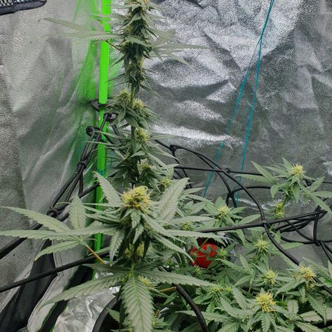 Driving ban growlog timeline photo