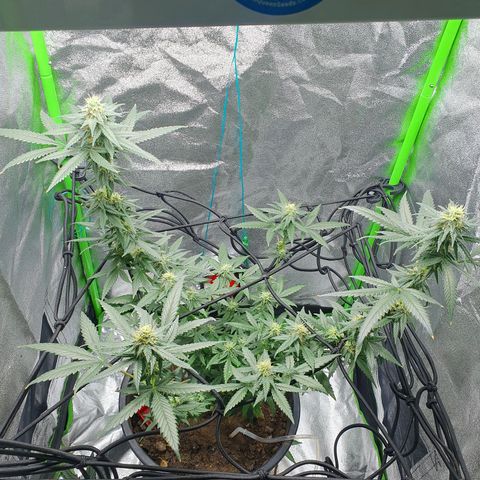 Driving ban growlog timeline photo