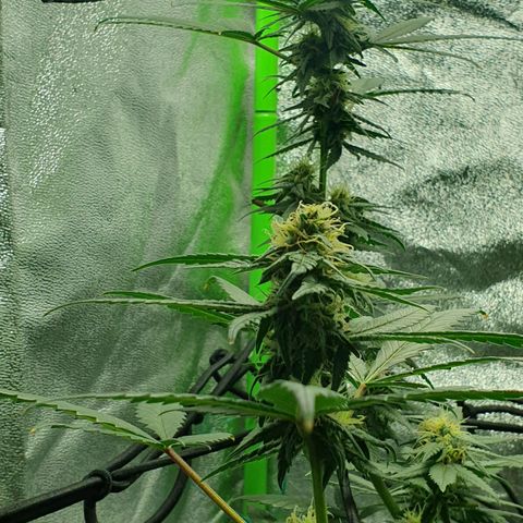 Driving ban growlog timeline photo