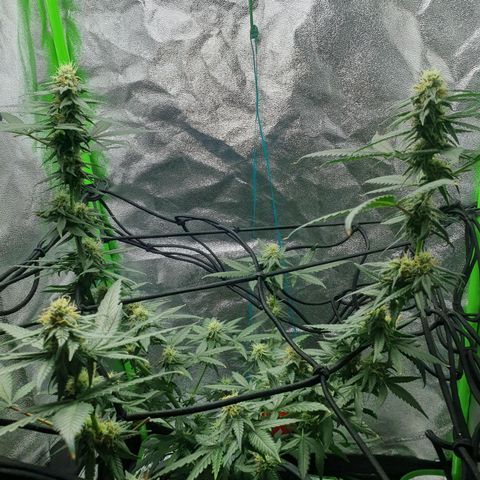 Driving ban growlog timeline photo