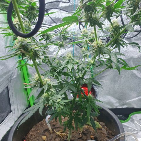 Driving ban growlog timeline photo