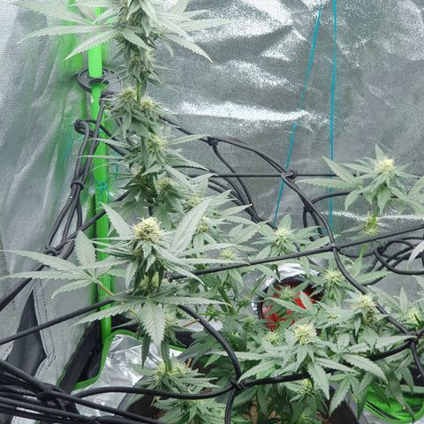 Driving ban growlog timeline photo