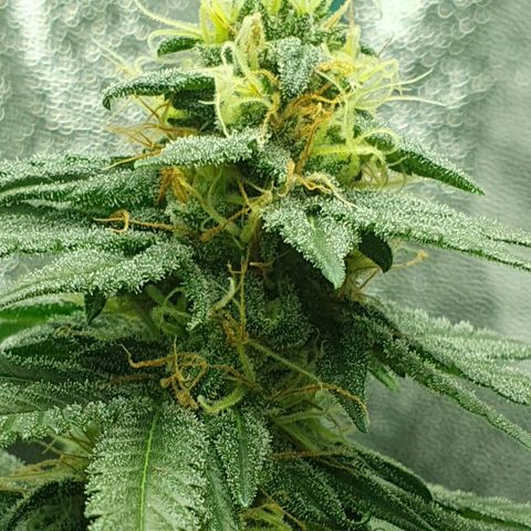 Driving ban growlog timeline photo