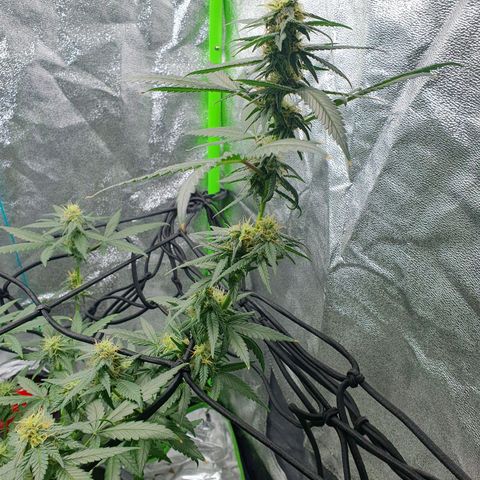 Driving ban growlog timeline photo