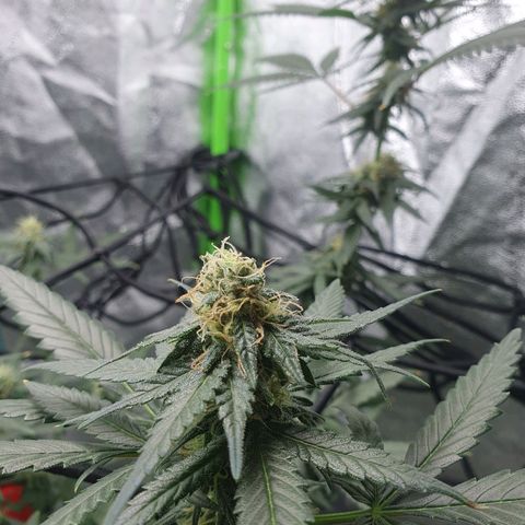 Driving ban growlog timeline photo