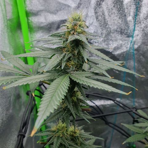 Driving ban growlog timeline photo