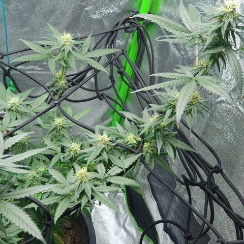 Driving ban growlog timeline photo