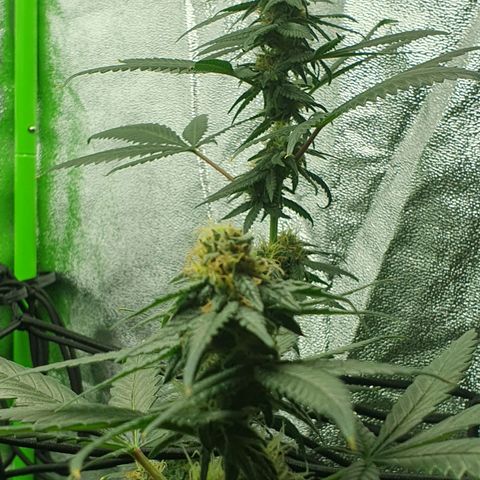Driving ban growlog timeline photo