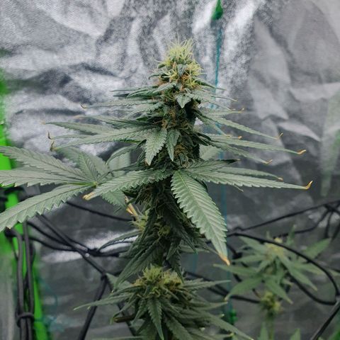 Driving ban growlog timeline photo