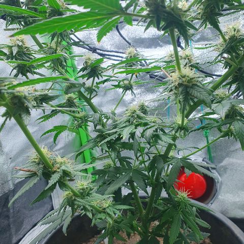Driving ban growlog timeline photo