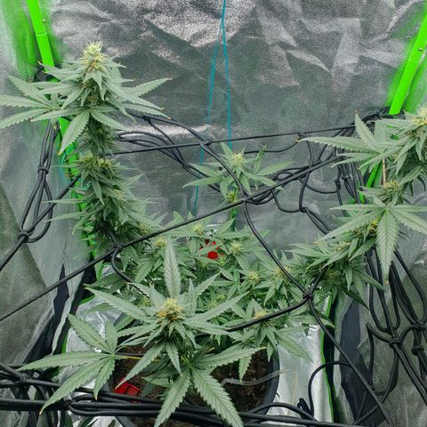 Driving ban growlog timeline photo