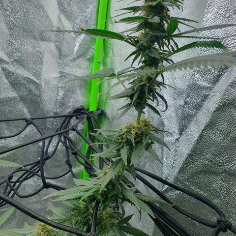 Driving ban growlog timeline photo