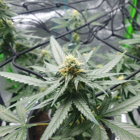 Driving ban growlog timeline photo