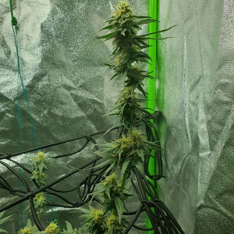 Driving ban growlog photo: 2 weeks until harvest. Huge hair cut and the beginning of the flush. BUD BUD BUD BUD 😍