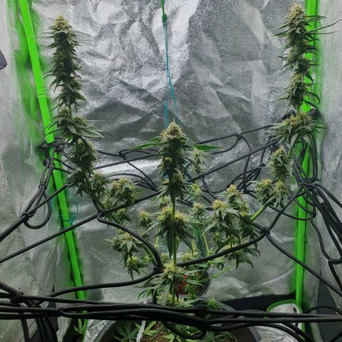 Driving ban growlog photo: 2 weeks until harvest. Huge hair cut and the beginning of the flush. BUD BUD BUD BUD 😍