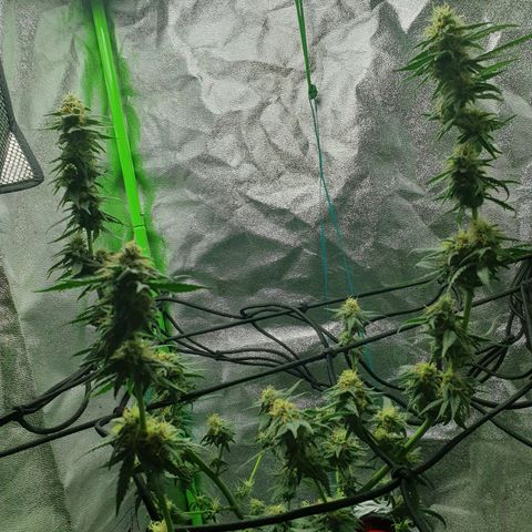 Driving ban growlog photo: 2 weeks until harvest. Huge hair cut and the beginning of the flush. BUD BUD BUD BUD 😍