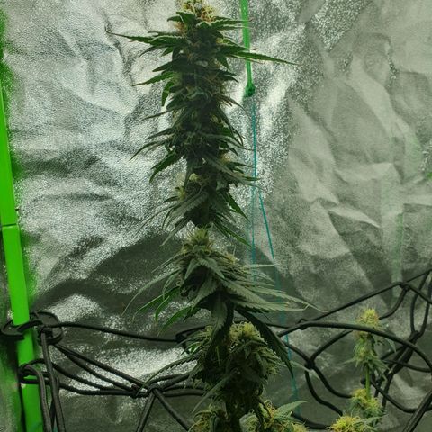 Driving ban growlog photo: 2 weeks until harvest. Huge hair cut and the beginning of the flush. BUD BUD BUD BUD 😍