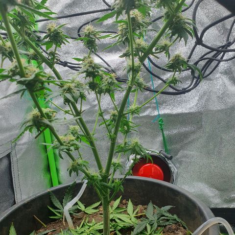 Driving ban growlog photo: 2 weeks until harvest. Huge hair cut and the beginning of the flush. BUD BUD BUD BUD 😍
