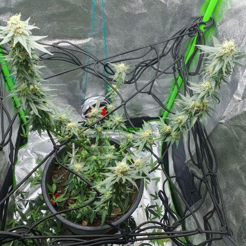 Driving ban growlog photo: 2 weeks until harvest. Huge hair cut and the beginning of the flush. BUD BUD BUD BUD 😍