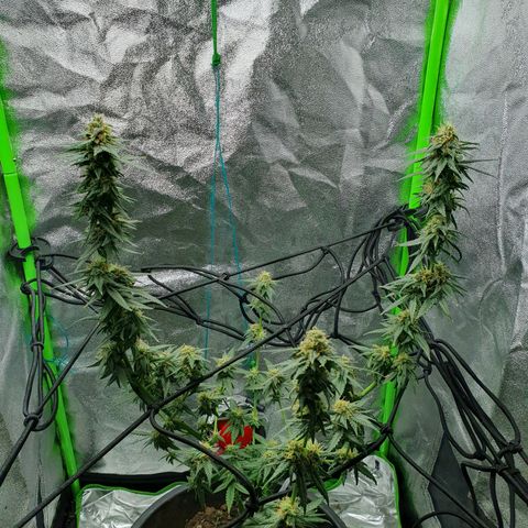 Driving ban growlog timeline photo
