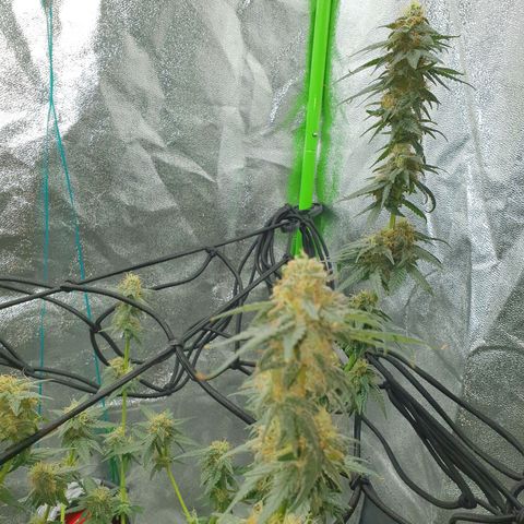 Driving ban growlog timeline photo