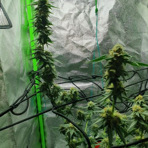 Driving ban growlog timeline photo