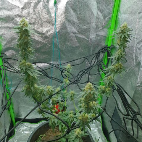 Driving ban growlog timeline photo