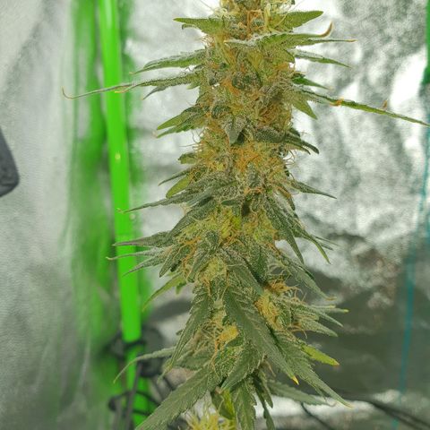 Driving ban growlog timeline photo
