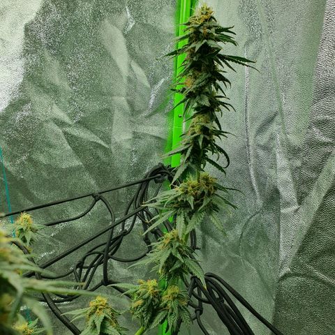 Driving ban growlog timeline photo