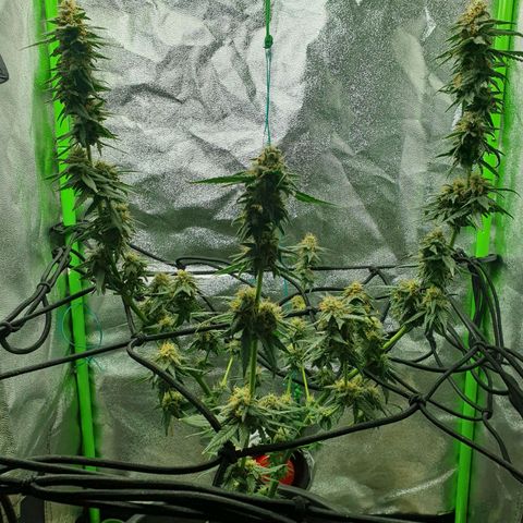Driving ban growlog timeline photo