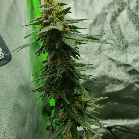 Driving ban growlog timeline photo