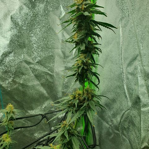 Driving ban growlog timeline photo