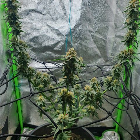 Driving ban growlog timeline photo