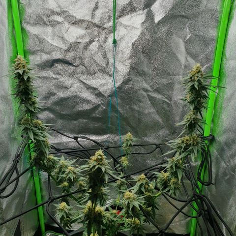 Driving ban growlog timeline photo