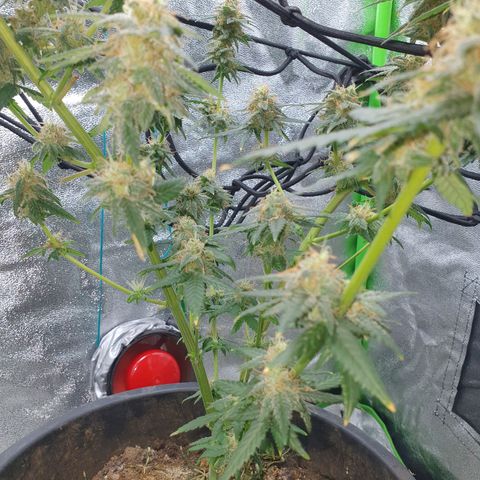 Driving ban growlog timeline photo