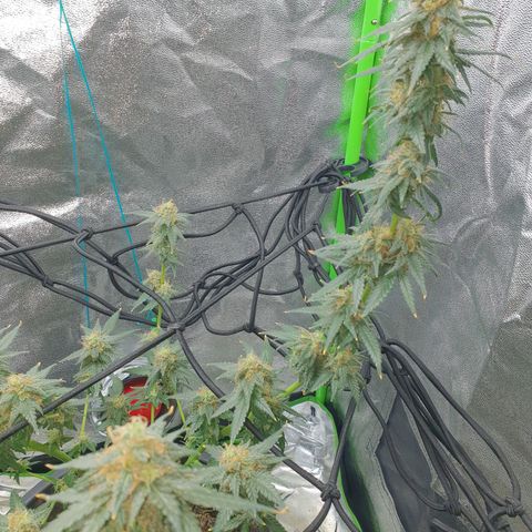 Driving ban growlog timeline photo