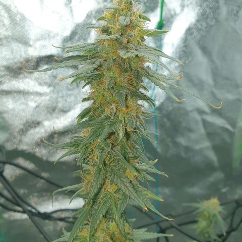 Driving ban growlog timeline photo