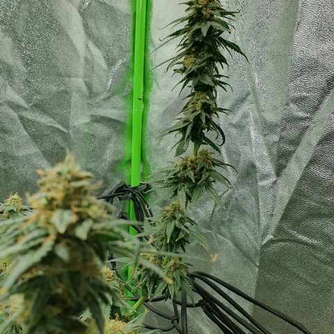 Driving ban growlog timeline photo