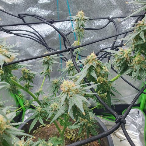 Driving ban growlog timeline photo