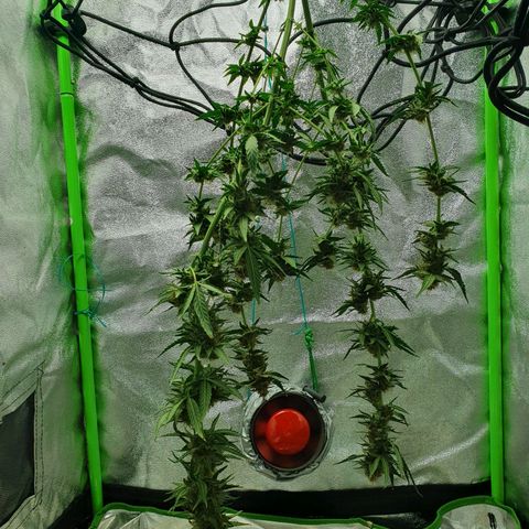 Driving ban growlog timeline photo