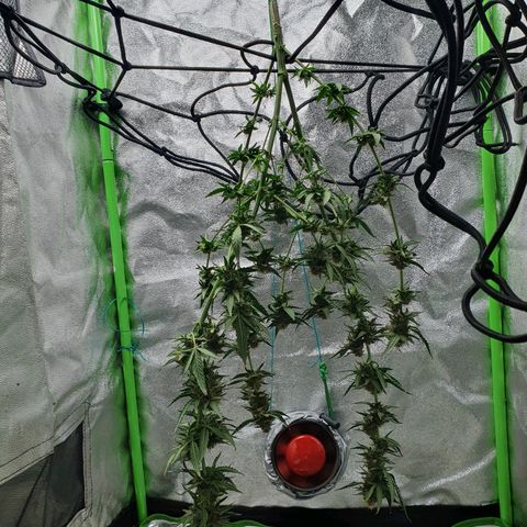 Driving ban growlog timeline photo