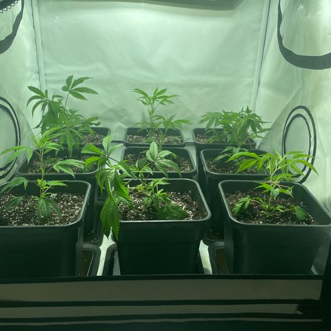 pzatree #1 growlog photo: trying LST