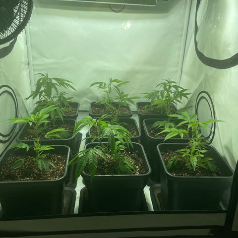 pzatree #1 growlog timeline photo